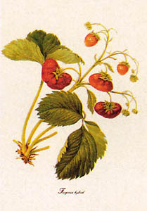 Print: Botanica: Fragaria Hybrid - cm 25x35