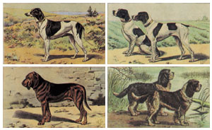 Set of 4 prints: Dogs - cm 30x24