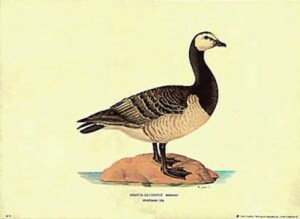 Print: Branta Leucopsis - cm 50x35