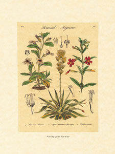 Print: Botanical Herbs - cm 18x24