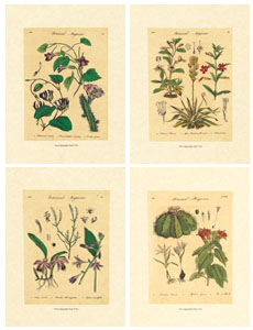 Set of 4 prints: Botanical Herbs - cm 18x24