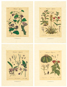 Set of 4 prints: Botanical Herbs - cm 35x50