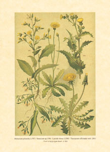 Print: Contry Herbs - cm 25x35