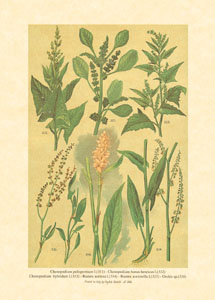 Print: Contry Herbs - cm 25x35