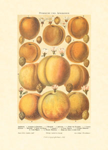 Print: Fruits - cm 25x35